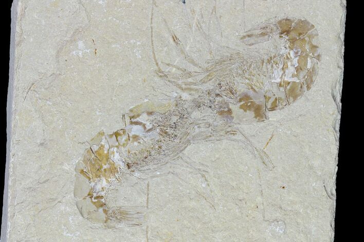 Two Cretaceous Fossil Shrimp Plate - Lebanon #107660